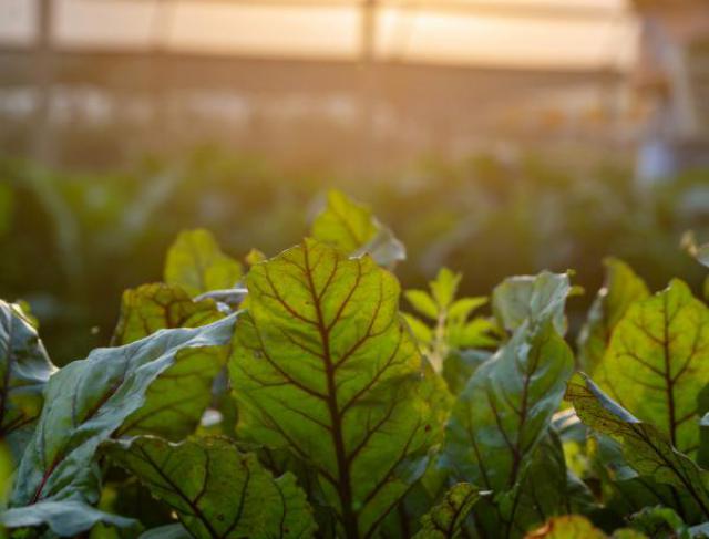 Como o Calcário Agrícola Pode Revolucionar a Produtividade no Campo