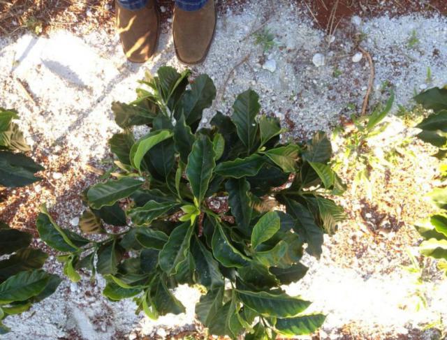 Como o Calcário Agrícola Transforma a Produção no Campo